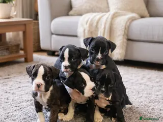 Boxer dogs 5 ⭐️ Licensed breeder, Health tested parents. - Advert 17