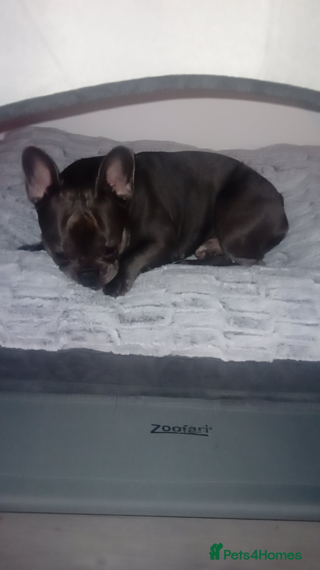 French Bulldog dogs for stud: Teddy 3 year old mini French Bulldog  - Advert 2