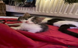 Norwegian Forest Cat cats for sale: Ready now  - Advert 3
