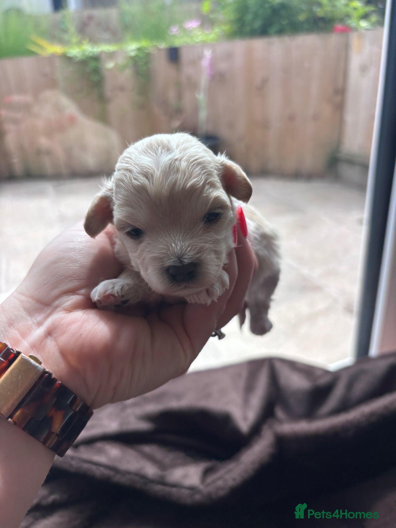 Maltipoo dogs for sale: Outstanding Health tested F1 maltipoo - Advert 3