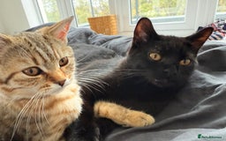 British Shorthair cats for sale: 3 BSH Chinchilla kittens, sale £250, 18 Weeks.  - Image 6