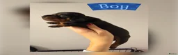 Miniature Dachshund dogs for sale: Beautiful Miniature Dachshund Puppies - Advert 2