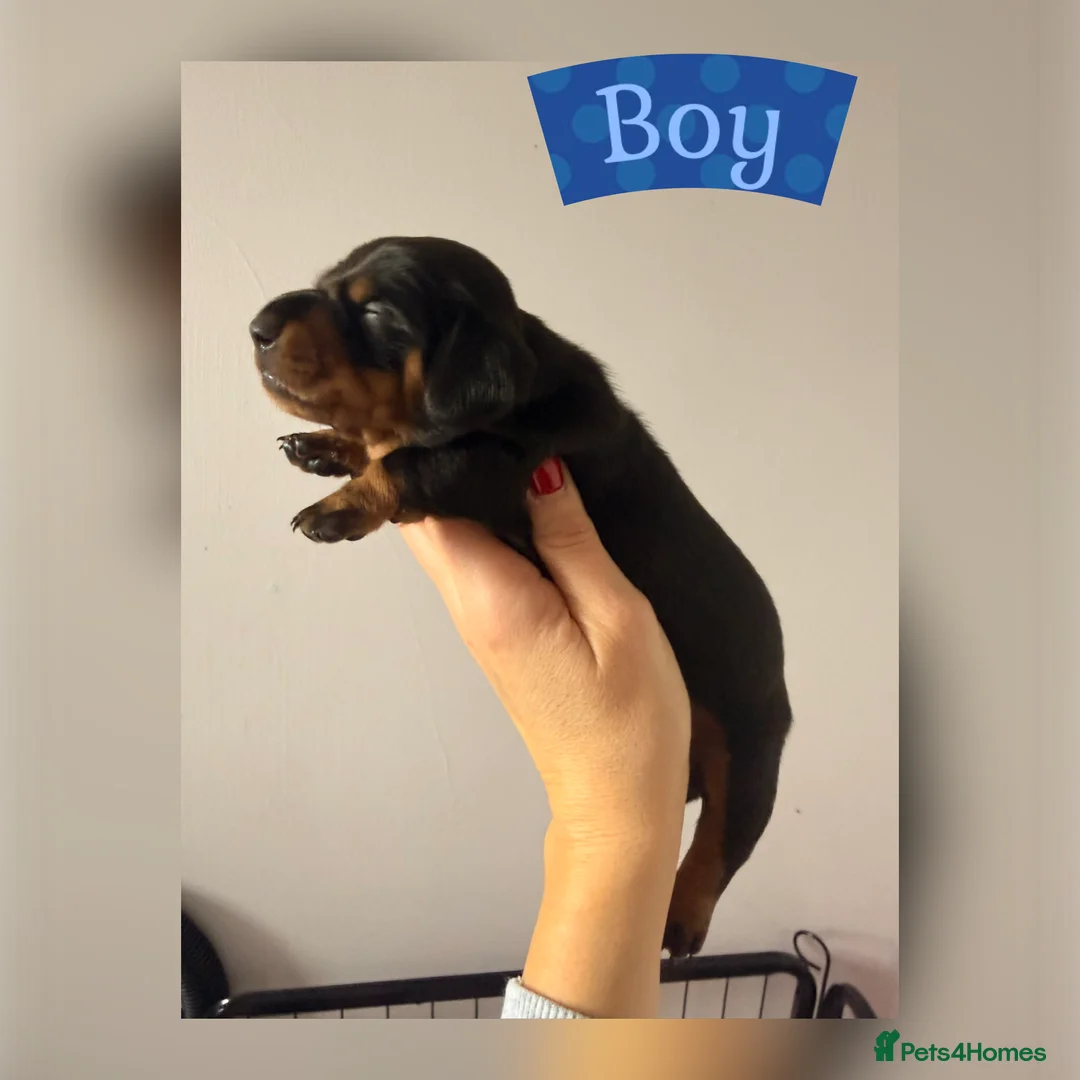Miniature Dachshund dogs for sale: Beautiful Miniature Dachshund Puppies - Advert 2