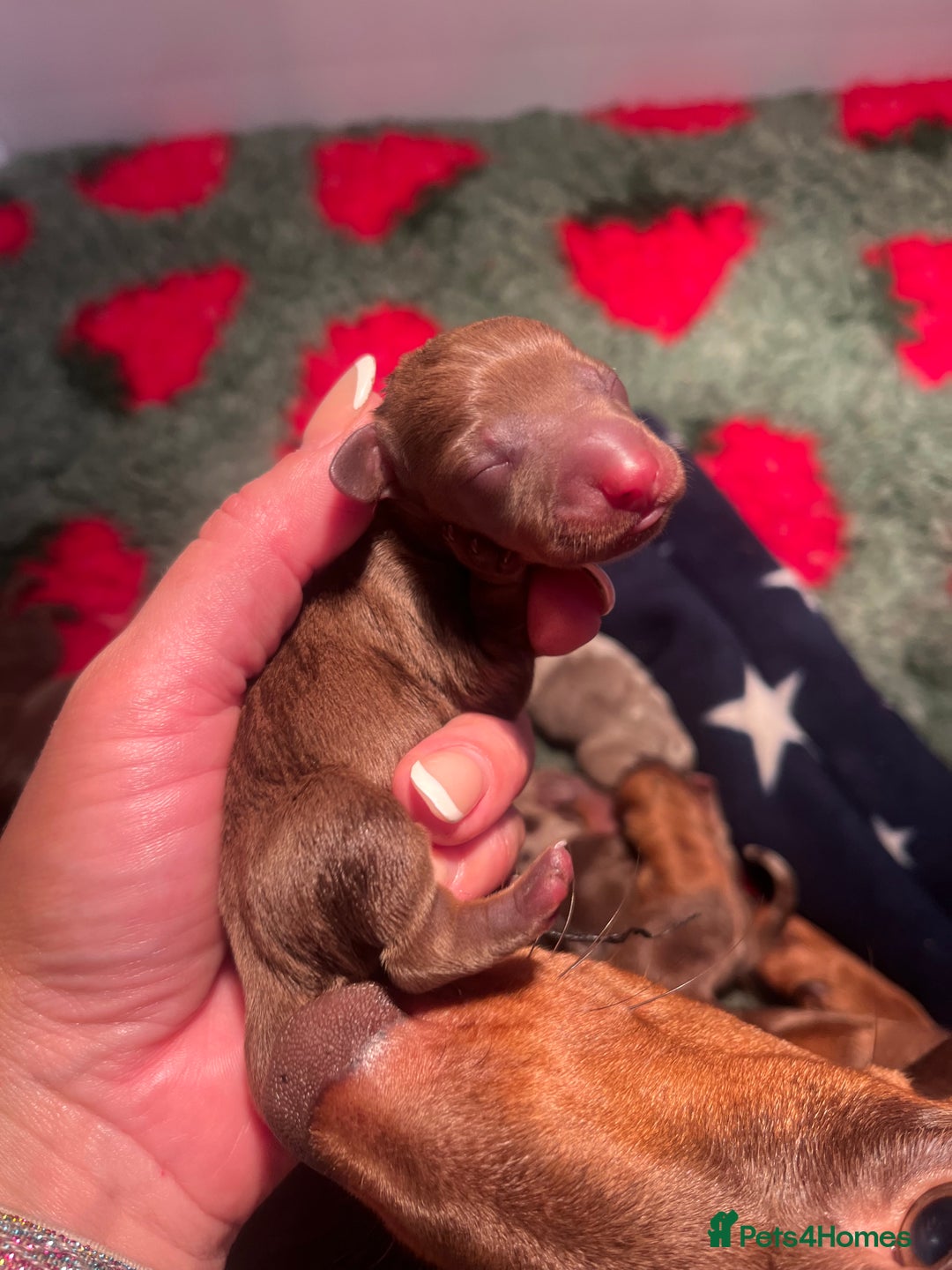 Miniature Dachshund dogs for sale: Isabella dapple KC stunning healthy dachshund  - Image 9