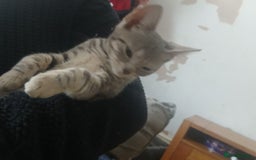 Domestic Shorthair cats for sale: 🐾 9 Beautiful Kittens - Image 33