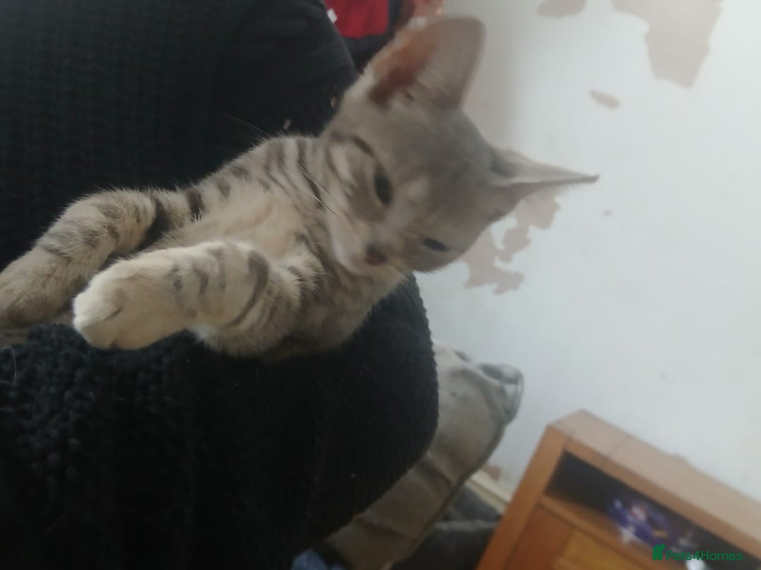 Domestic Shorthair cats for sale: 🐾 9 Beautiful Kittens - Image 33