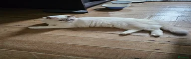 Ragdoll Kitten 2