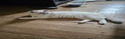 Ragdoll cats for sale: Ragdoll kitten for sale 1 boy left  - Advert 6