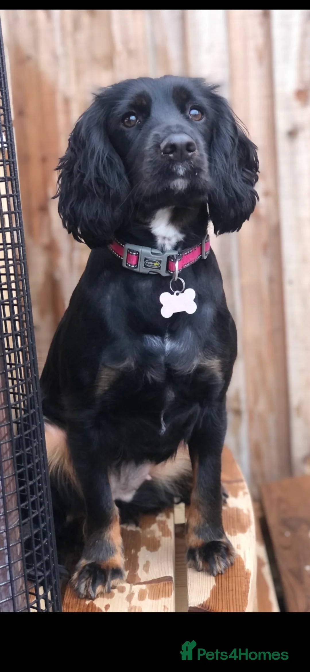 Cockapoo dogs for sale: Stunning Cockapoo puppies  - Advert 2