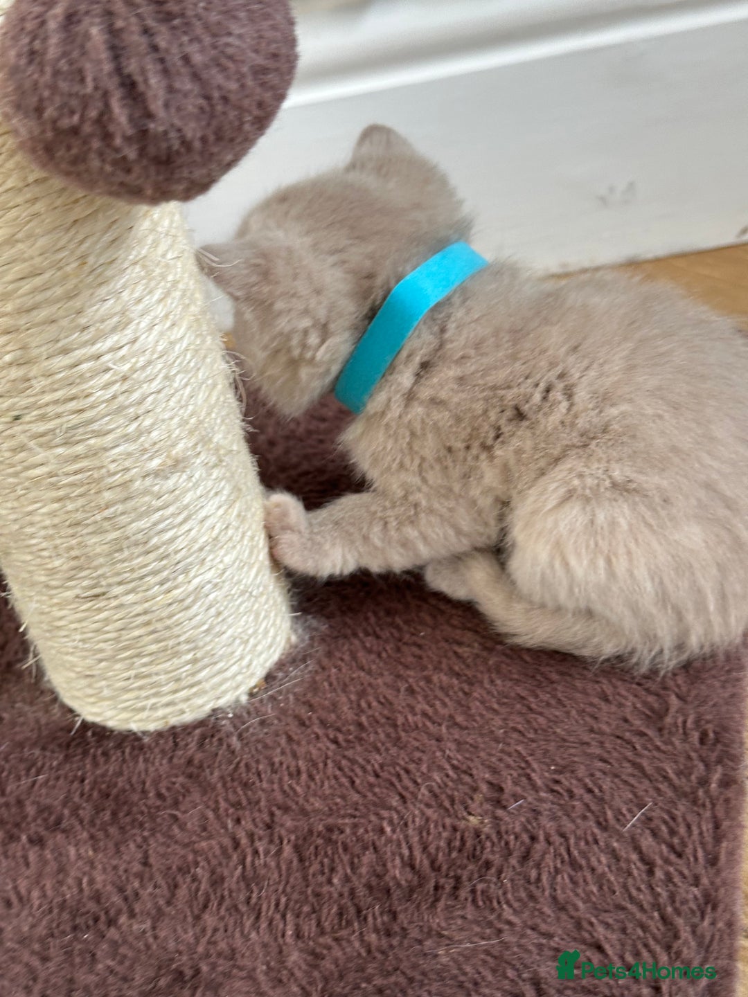 British Shorthair cats for sale: 😻Beautiful Chocolate Tortie BSH Kittens😻🎀 - Advert 12