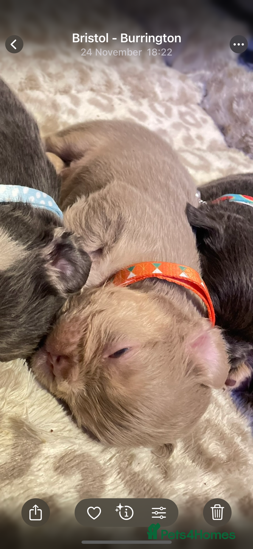 French Bulldog dogs for sale: Visual Fluffy Compact French Bulldogs 🩷🐶🐾 - Advert 33