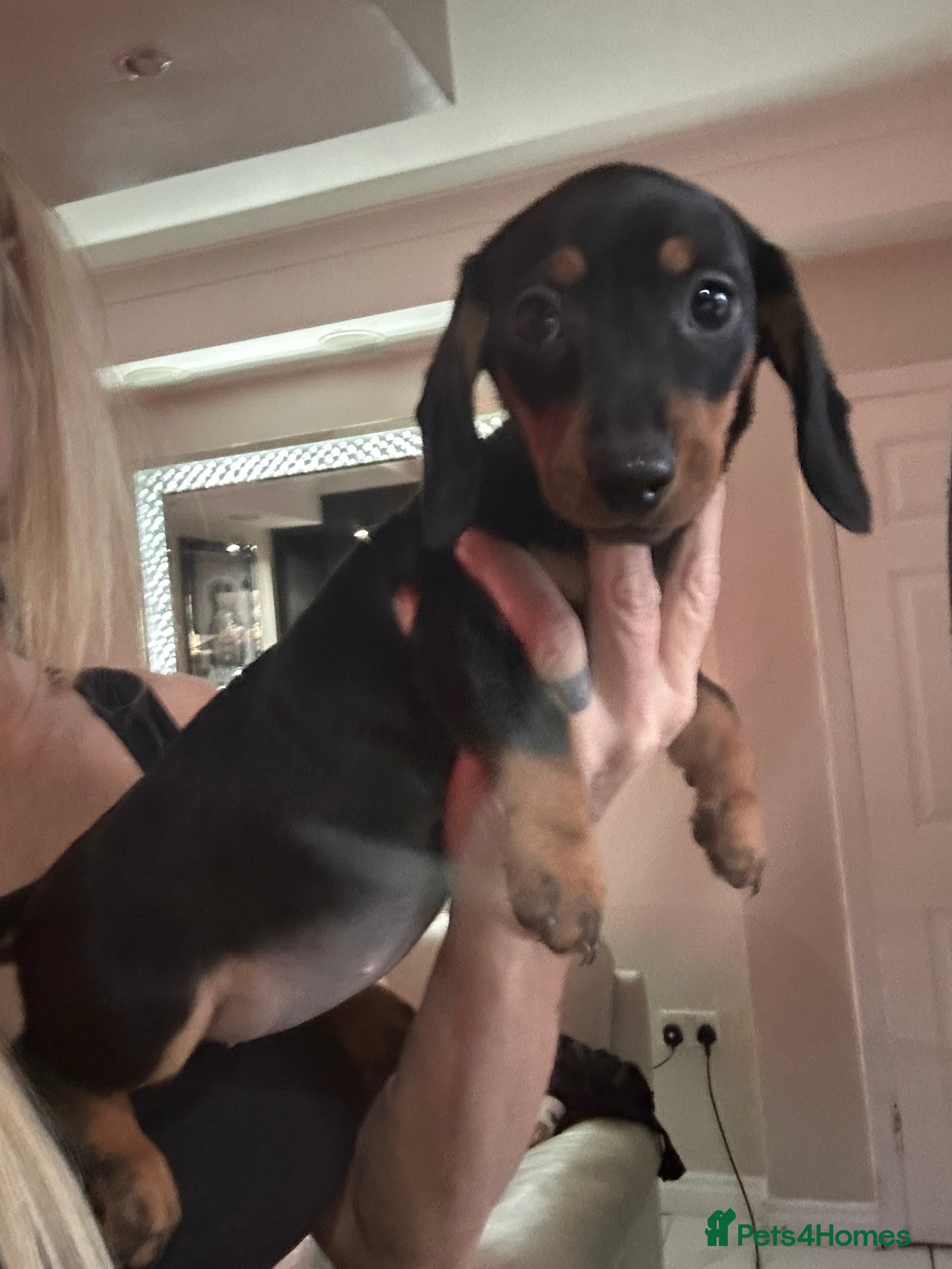 Dachshund dogs Dachshund pups ready now reduced price  - Advert 4