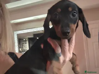 Dachshund dogs Dachshund pups ready now reduced price - Advert 4
