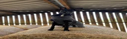 Whippet dogs for stud: Jett Black - Advert 1