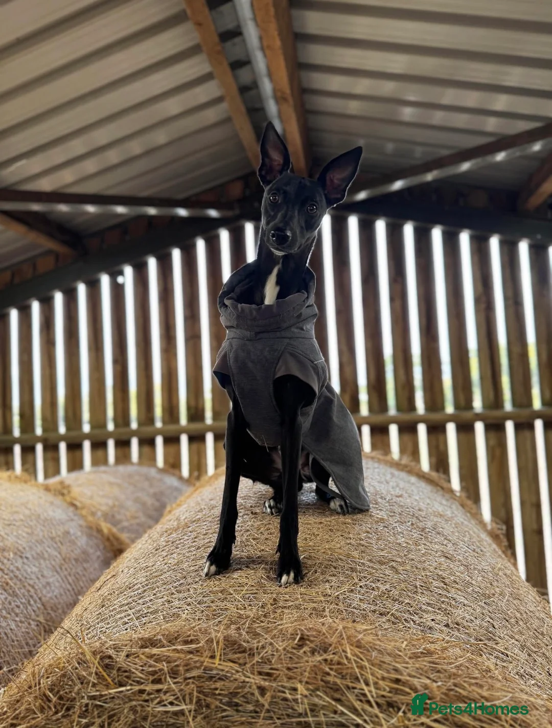 Whippet dogs for stud: Jett Black - Advert 1