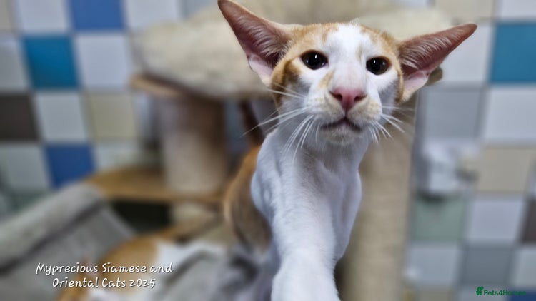 Oriental cats - Advert 2