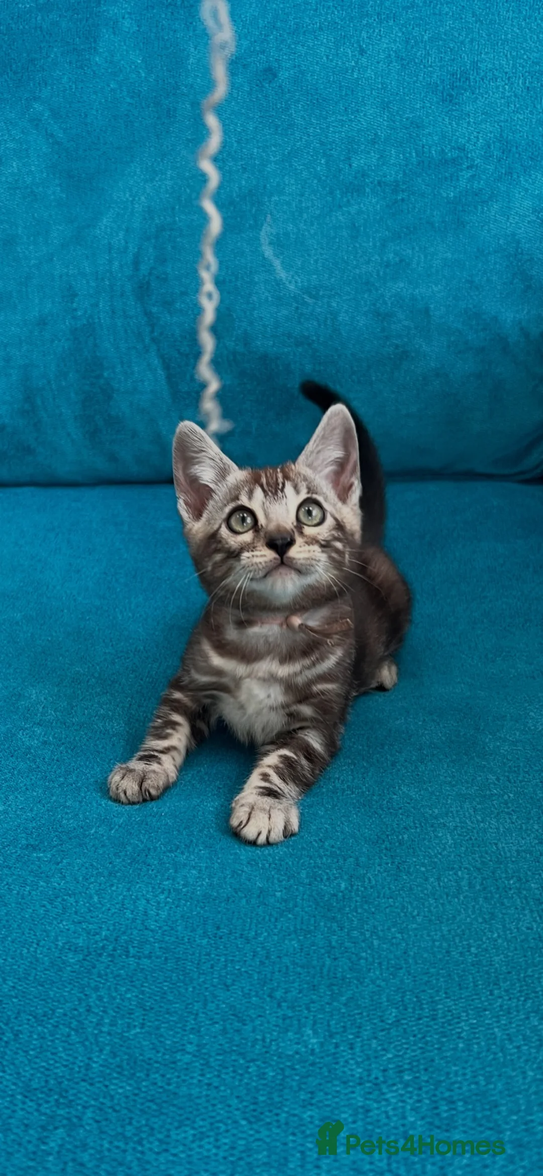 Bengal cats for sale: Tica Registered Bengals  - Advert 1