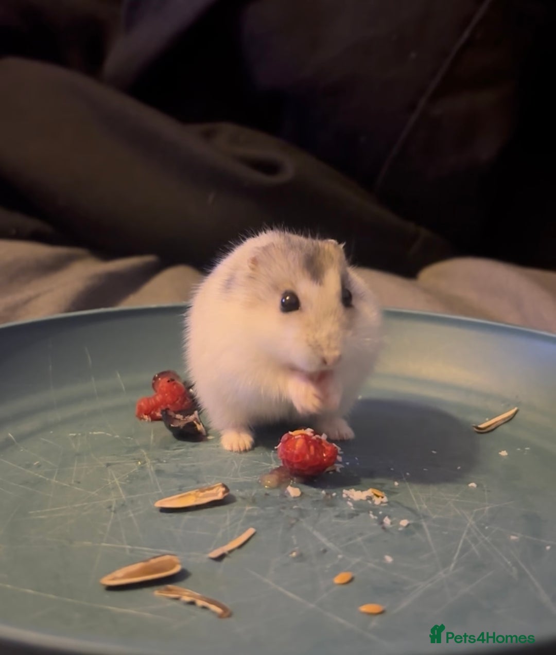 Hamster rodents for sale: 🐹 Sweet Tame Hamster! 🐹 - Advert 2