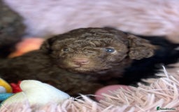 Toy Poodle dogs for sale: Tiny toy poodle puppies  - Image 6