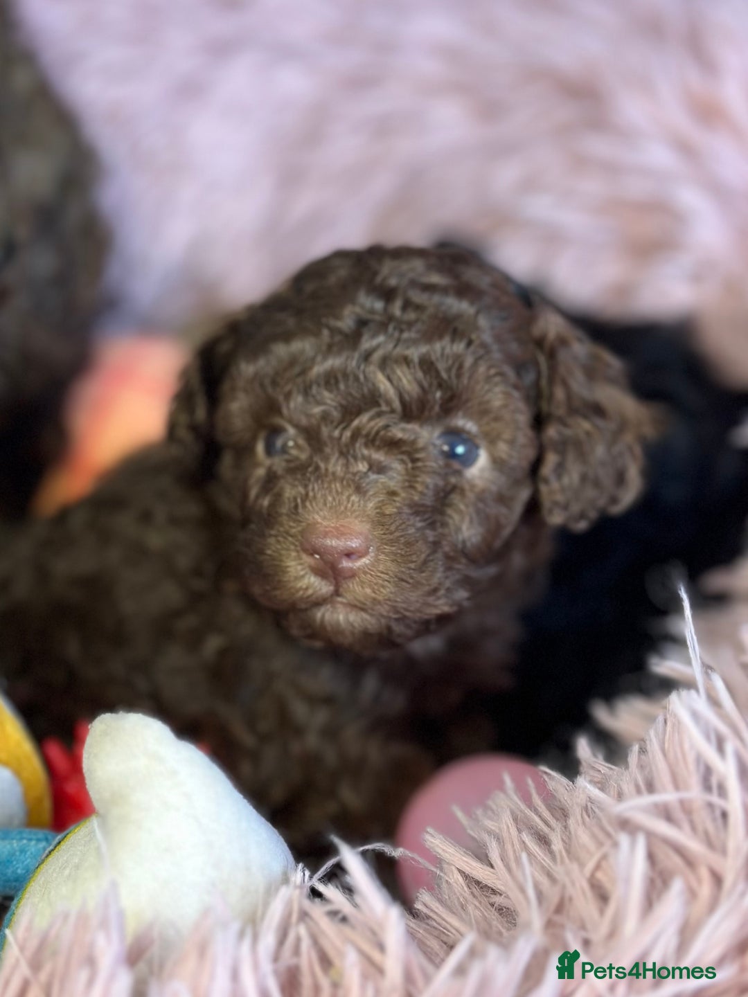 Toy Poodle dogs for sale: Tiny toy poodle puppies  - Image 6