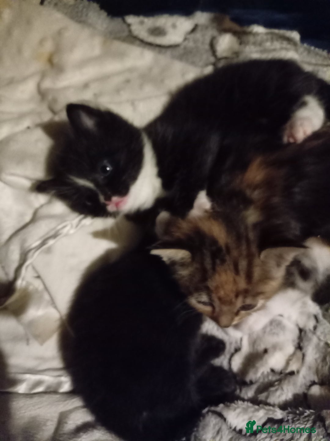 Mixed Breed cats for sale: Four mixed breed British short hair - Advert 9