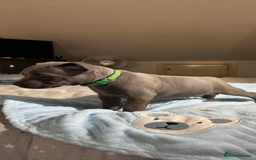 Staffordshire Bull Terrier dogs for sale:  Beautiful blue staffy litter amazing bloodlines - Image 4