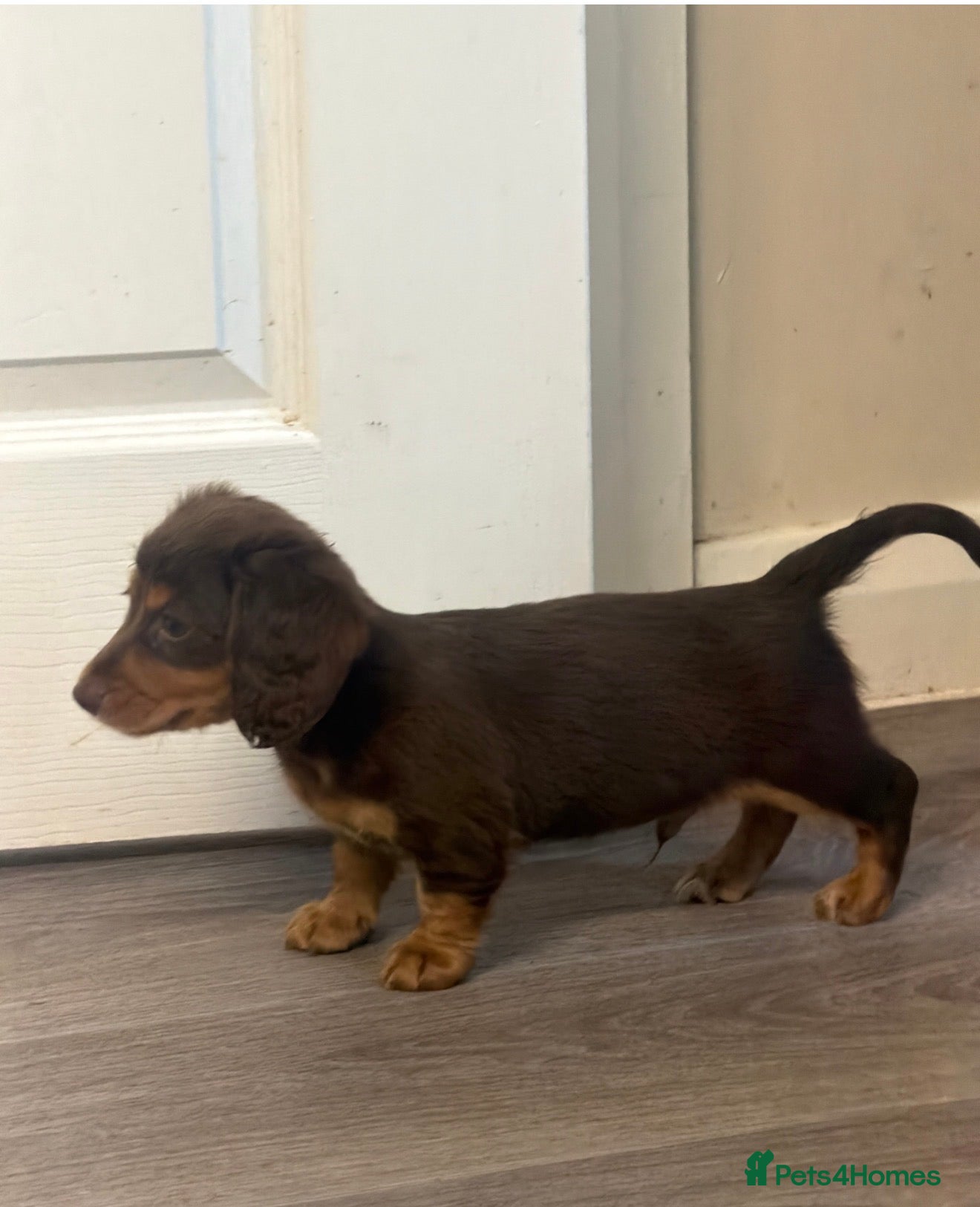 Miniature Dachshund dogs KC Registered miniature dachshunds  - Advert 1
