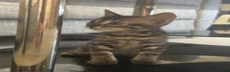 Bengal cats for sale: Bengal kittens - Advert 6