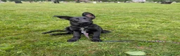 German Shepherd dogs for sale: Gorgeous pure black German Shepherd Pup - Advert 8