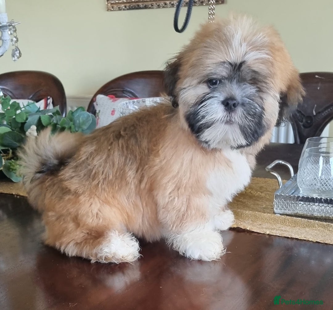 Lhasa Apso dogs for sale: KC Registered lhasa Apso puppies - Image 10