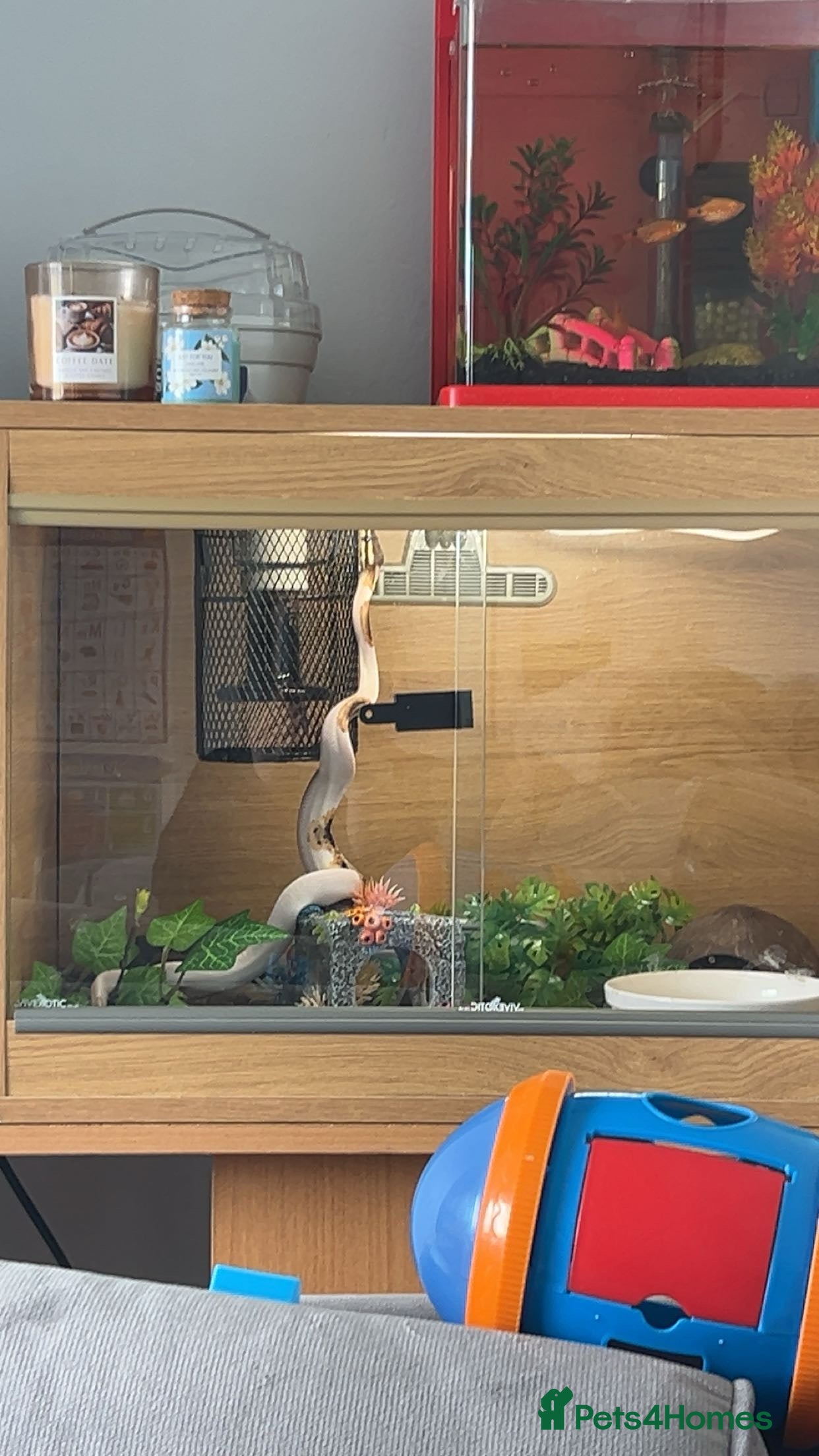 Python Snake reptiles Pastel pied het royal and viv - Advert 1