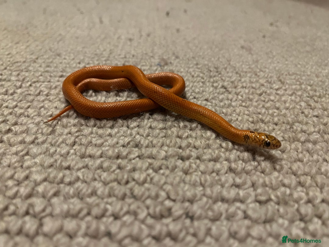 King Snake reptiles for sale: Apalachicola kingsnake - Advert 4