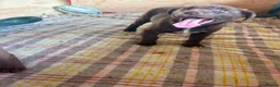 Mixed Breed dogs for sale: Chunky Chocolate Labrador Cross Sheepdog pups in Lampeter - Advert 9