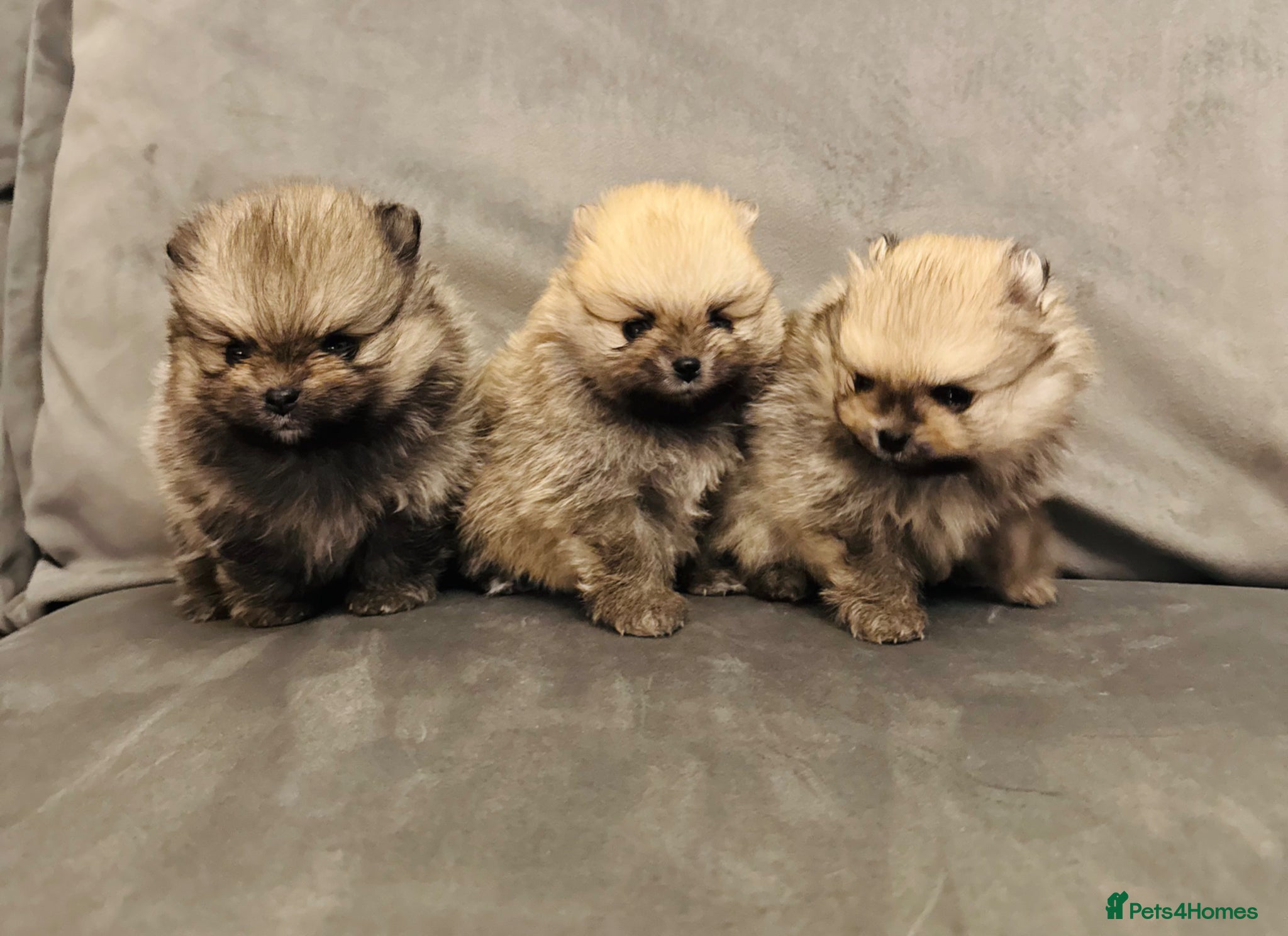 Pomeranian dogs Champion Lines Tiny Teddy Faced Pomeranians  - Advert 5