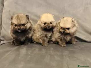 Pomeranian dogs Champion Lines Tiny Teddy Faced Pomeranians - Advert 5