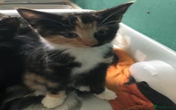 Domestic Shorthair cats for sale: 5 kittens ready to leave  - Image 6