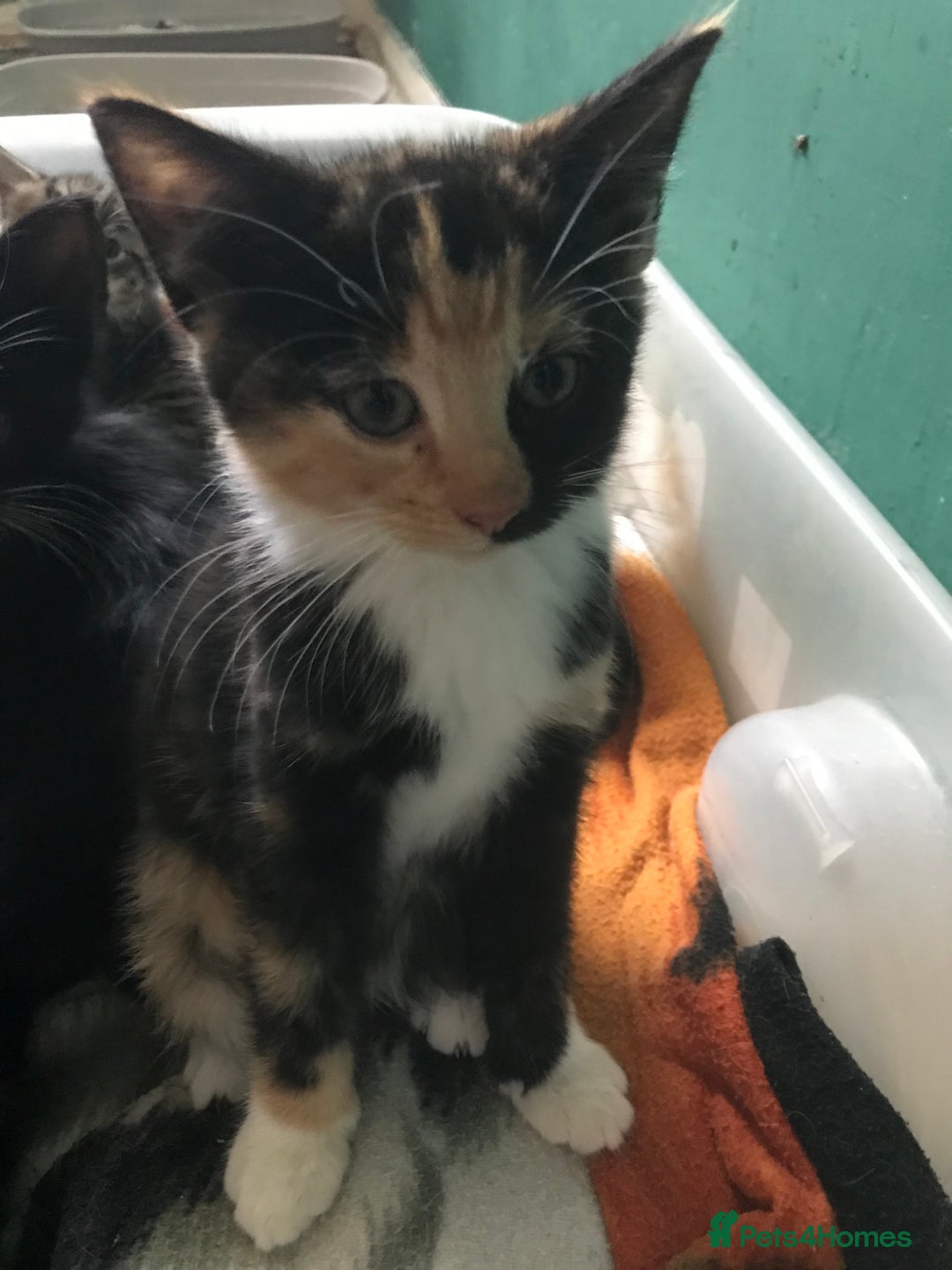 Domestic Shorthair cats for sale: 5 kittens ready to leave  - Image 6