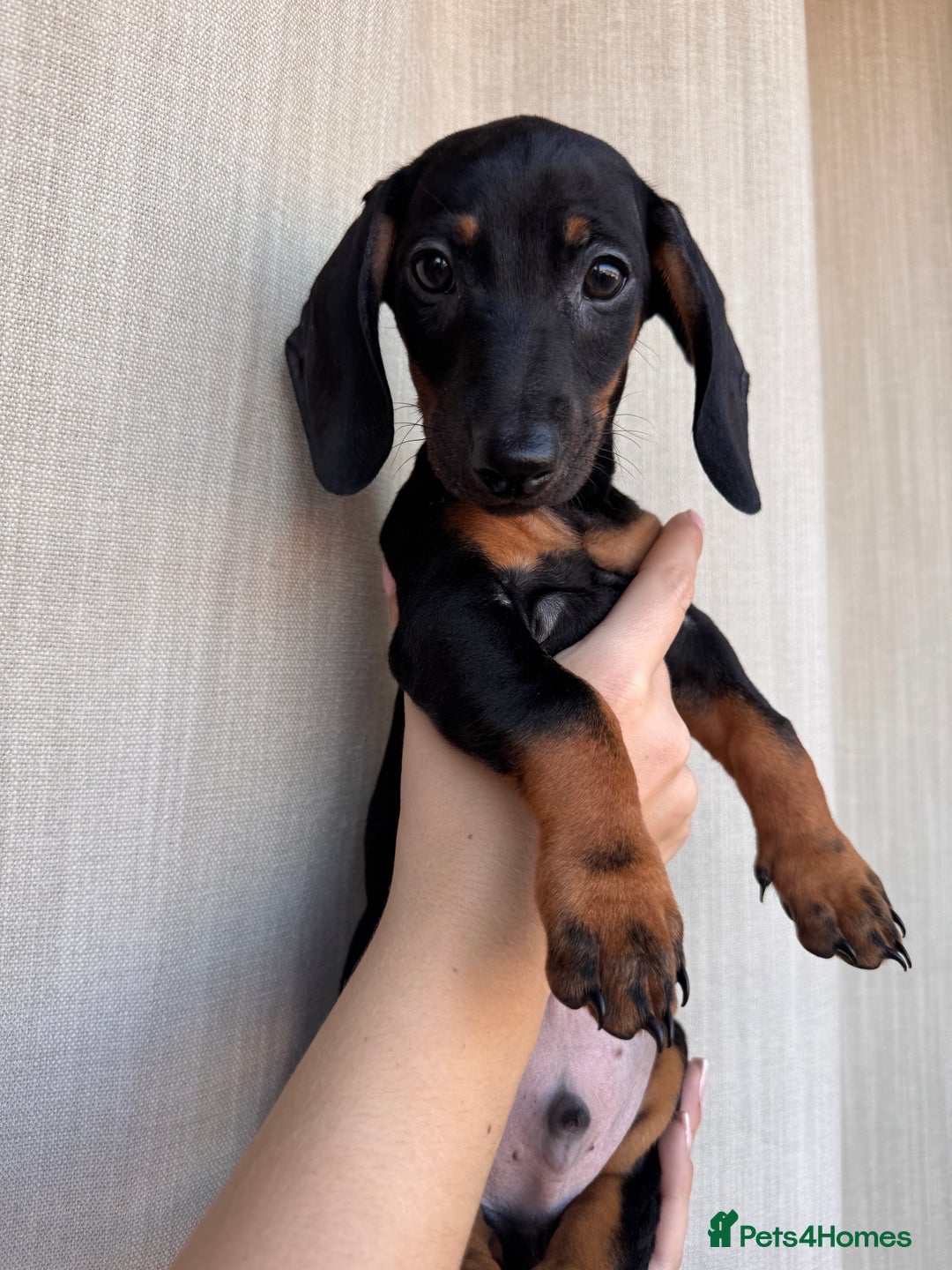 Dachshund dogs for sale: DACHSHUND PUPPIES FOR SALE  - Image 7