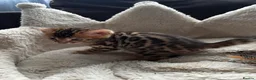 Bengal cats for sale: TICA Bengal kittens available!  - Advert 17