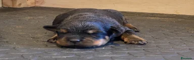 Rottweiler Puppy 2