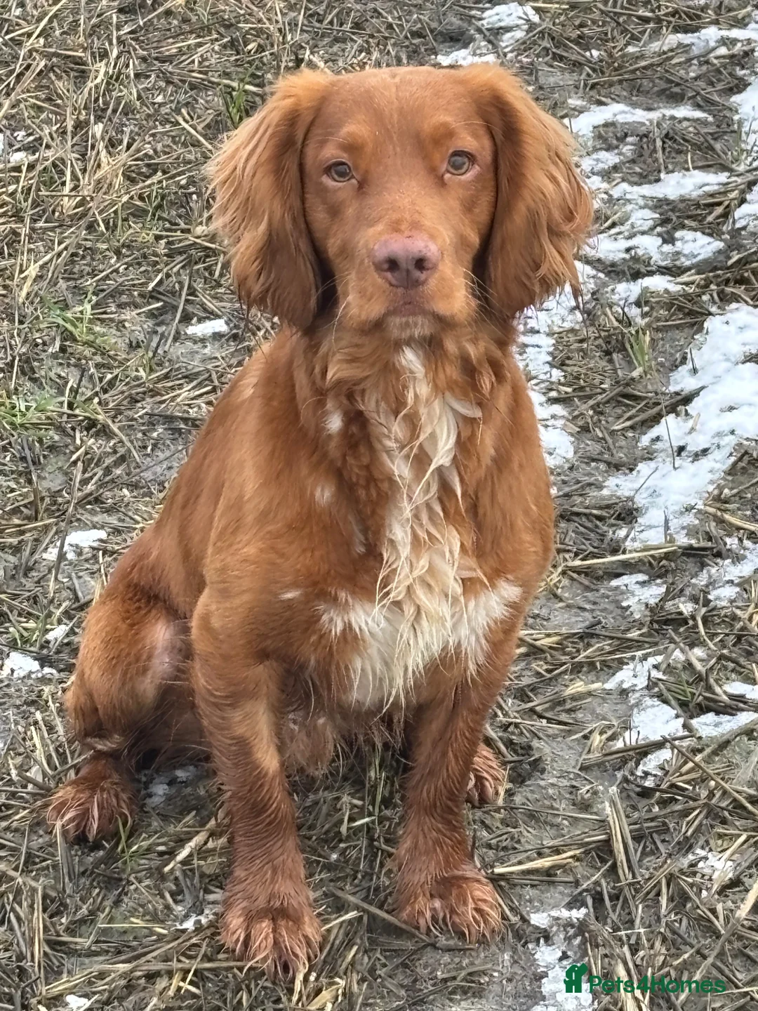 Cocker Spaniel dogs for stud: Health tested working cocker spaniel  - Advert 2