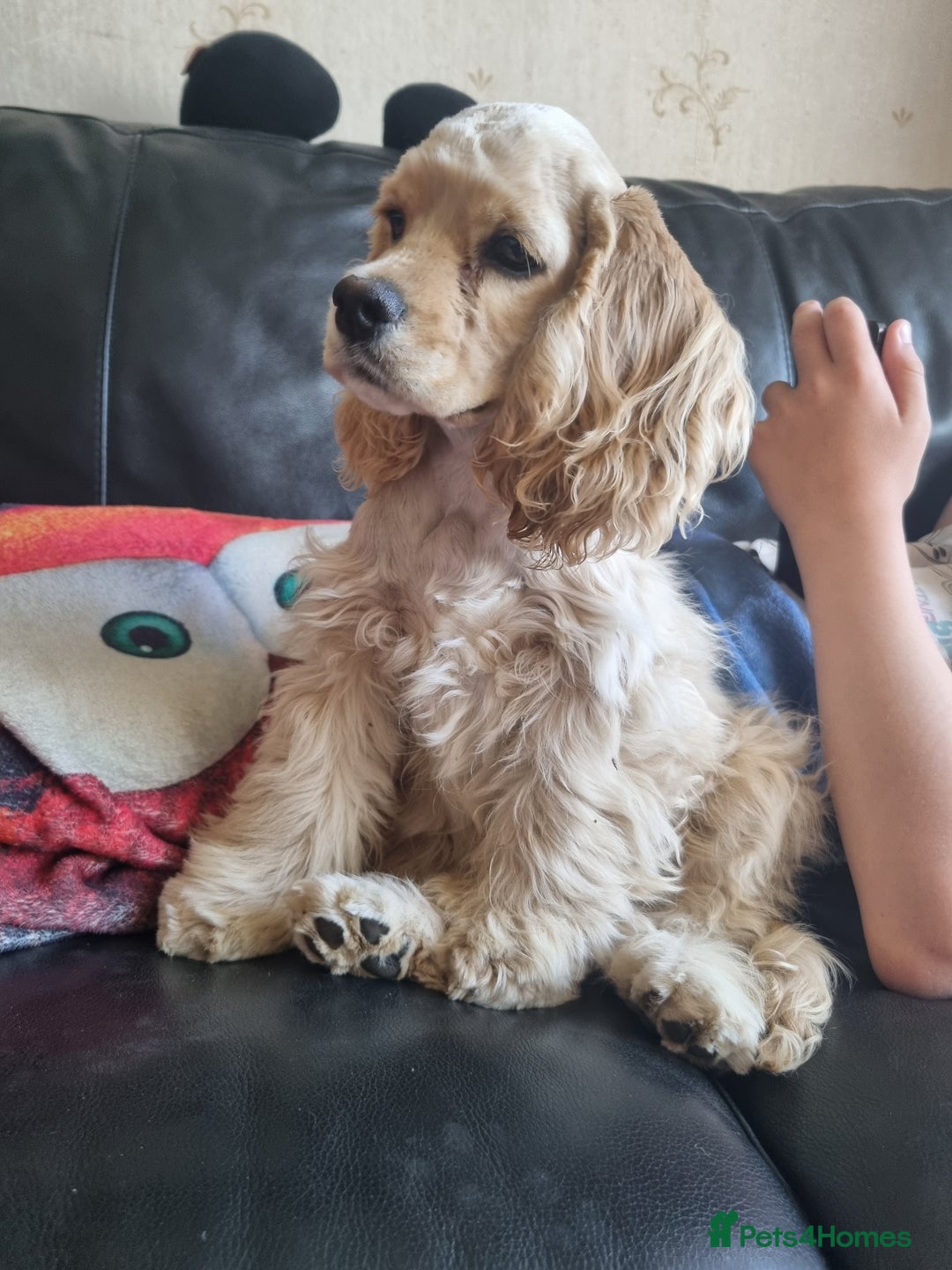 American Cocker Spaniel dogs for sale: KC-REGISTERED American cocker spaniel puppy  - Image 3