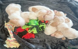 Miniature Dachshund dogs for sale: Longhaired piebald miniature dachshund pups  - Image 7