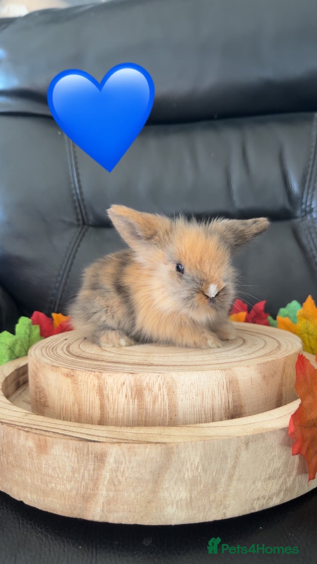 Mini Lop rabbits for sale: Mini lop lion heads  - Advert 2