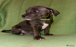 Staffordshire Bull Terrier dogs for sale: Blue Staffies - Image 4