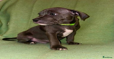 Staffordshire Bull Terrier dogs - Advert 2