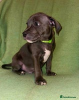 Staffordshire Bull Terrier dogs - Advert 1