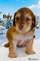 Cockapoo dogs DNA TESTED, Last 2 Boys, Ready 25th November ❤️ - Advert 3