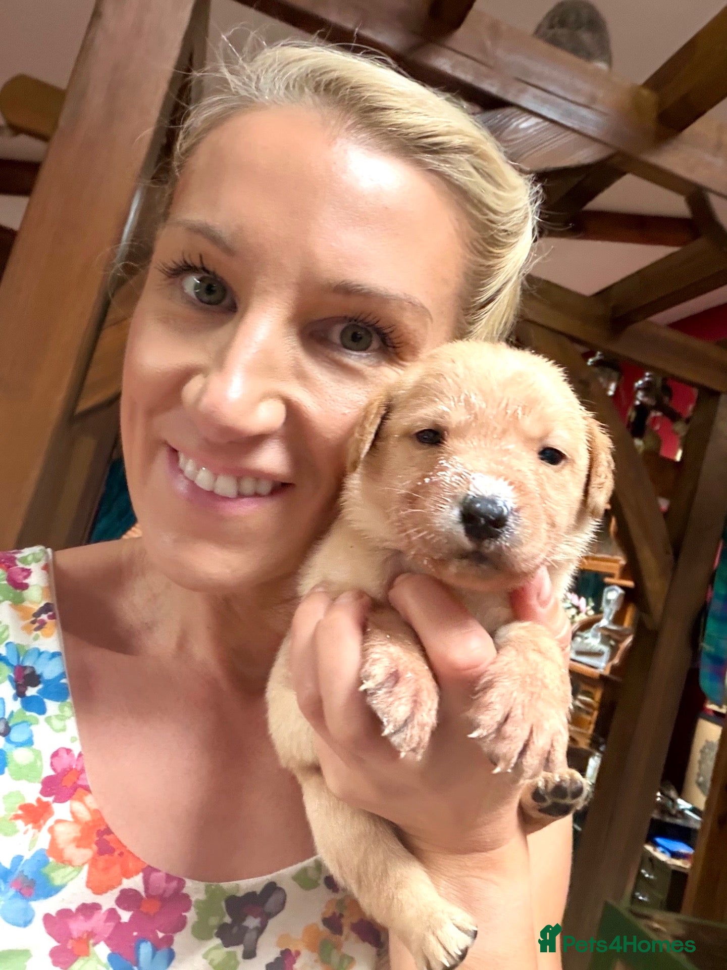 Labrador Retriever dogs Little Bundles of Labrador Love/KC Registered ❤️ - Advert 10