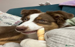 Australian Shepherd dogs for sale: 5 month old Australian Shepard  - Advert 5